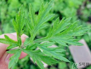 清明草是艾草嗎？清明菜是什么草？