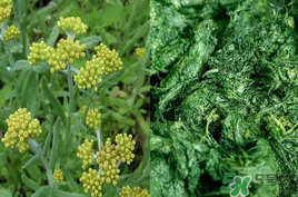 清明草能吃嗎？清明草花可以吃嗎？