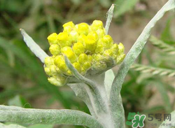 清明草能吃嗎？清明草花可以吃嗎？