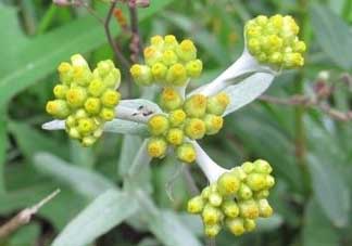 清明草能吃嗎？清明草花可以吃嗎？