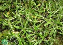 清明草可以做菜吃嗎？清明草能炒來吃嗎？