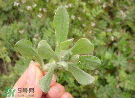 清明草可以曬干嗎？清明草曬干有什么功效？