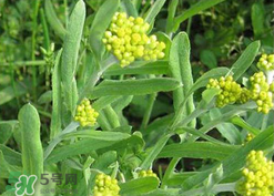 清明草可以種植嗎？清明草怎么種植？