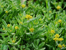 清明草可以種植嗎？清明草怎么種植？