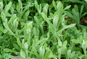 清明草可以泡茶嗎？清明草泡水喝的功效