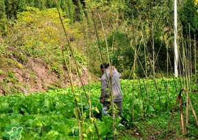 清明節(jié)種什么菜？清明節(jié)前后種什么菜？