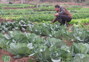 清明節(jié)種什么菜？清明節(jié)前后種什么菜？