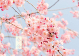 春分吃什么？春分吃什么會(huì)更加健康？