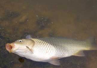 春分能夜釣嗎？春分能釣鯉魚嗎？