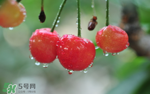 櫻桃掉果怎么回事？櫻桃掉果怎么處理？