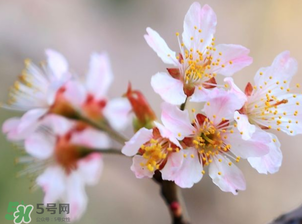 櫻桃需要授粉樹嗎？櫻桃需要什么授粉樹？