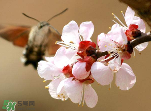櫻桃需要授粉樹嗎？櫻桃需要什么授粉樹？