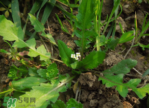 便秘能吃薺菜嗎？便秘可以吃薺菜嗎？