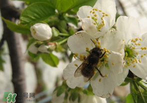 櫻桃怎么授粉？紅燈櫻桃怎么授粉？