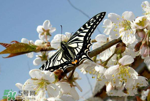 櫻桃怎么授粉？紅燈櫻桃怎么授粉？