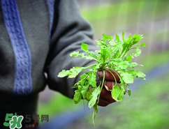 糖尿病人能吃薺菜嗎？糖尿病人可以吃薺菜嗎？