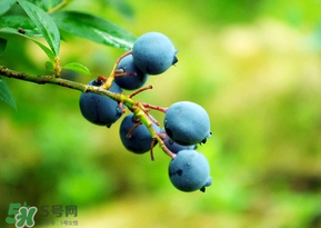 藍(lán)莓一天吃多少為宜？藍(lán)莓每天吃多少合適？