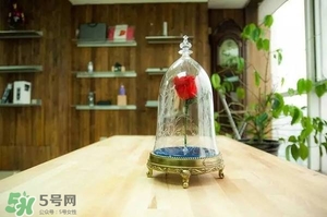 camino美女與野獸音響多少錢？camino玫瑰藍牙音箱價格