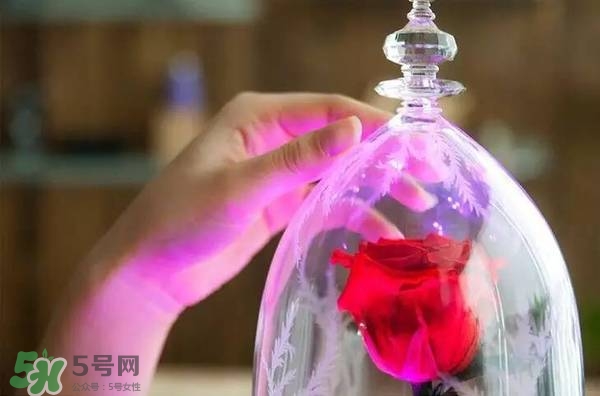 camino美女與野獸音響多少錢？camino玫瑰藍牙音箱價格