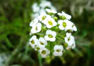 薺菜花可以泡茶嗎？薺菜花泡茶喝有什么功效？