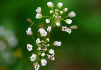 薺菜什么時候開花？薺菜花什么時候采？