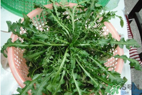 野生薺菜孕婦能吃嗎？野薺菜孕婦可以吃嗎？