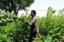 艾草是哪個(gè)季節(jié)的？艾草是什么季節(jié)采摘？