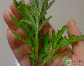 蒿子是艾葉嗎？蒿子和艾葉的區(qū)別