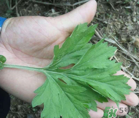 蒿子是艾葉嗎？蒿子和艾葉的區(qū)別