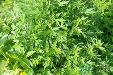 艾草可以泡腳嗎？艾葉泡腳的功效與作用