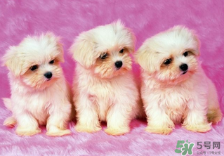 狗狗能吃薺菜嗎？狗吃了薺菜會(huì)生病嗎？