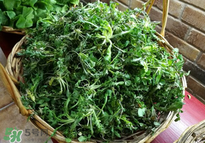 乙肝能吃薺菜嗎？乙肝病人可以吃薺菜嗎？