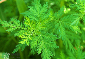 青蒿是什么植物？青蒿是種子植物還是裸子植物？