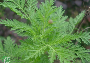 青蒿是什么植物？青蒿是種子植物還是裸子植物？