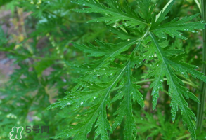 青蒿是什么植物？青蒿是種子植物還是裸子植物？