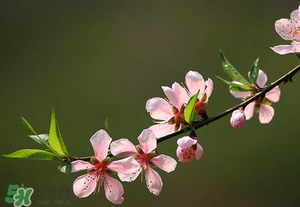 清明節(jié)還有桃花嗎？清明節(jié)去哪里看桃花？