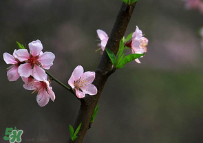 清明節(jié)還有桃花嗎？清明節(jié)去哪里看桃花？