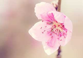 清明節(jié)還有桃花嗎？清明節(jié)去哪里看桃花？