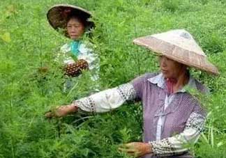 青蒿可以泡水喝嗎？青蒿能泡水喝嗎？