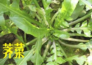 薺菜和狗肉能一起吃嗎？狗肉跟薺菜可以同食嗎？