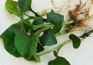 薺菜和魚腥草能一起吃嗎？薺菜和魚腥草可以同時(shí)泡茶嗎？
