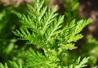 青蒿是什么植物？青蒿是種子植物還是裸子植物？