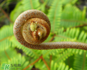 蕨菜什么時(shí)候采摘？蕨菜什么時(shí)候有？