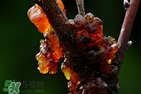 桃膠可以隔夜吃嗎？桃膠能過(guò)夜嗎？
