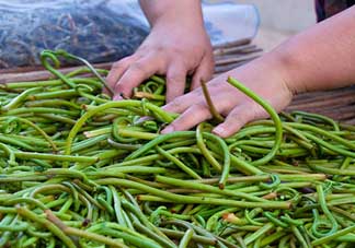 蕨菜什么時候采摘？蕨菜什么時候有？