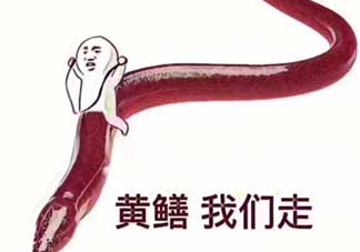 黃鱔為什么火了？黃鱔我們走為什么火了？
