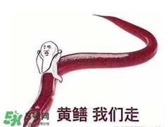 七彩皮皮鱔我們往死里鉆是什么意思？七彩皮皮鱔我們?nèi)€好地方是什么意思？