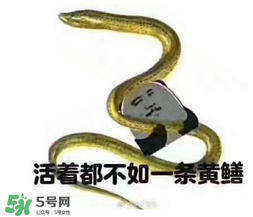七彩皮皮鱔我們往死里鉆是什么意思？七彩皮皮鱔我們?nèi)€好地方是什么意思？
