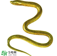 七彩皮皮鱔我們往死里鉆是什么意思？七彩皮皮鱔我們?nèi)€好地方是什么意思？