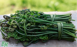 蕨菜能吃嗎？蕨菜可以吃嗎？